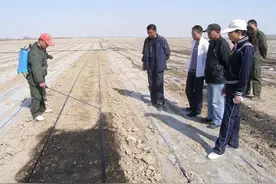 渭南千亩土豆用“液体地膜”，水分蒸发土壤表面形成黑膜，亮点多图片