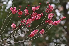 西安兴庆宫公园春花烂漫图片