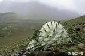 雪域高原石缝里盛开的雪莲花图片