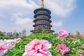 牡丹花城，洛阳与菏泽的国花特色有何异同？图片