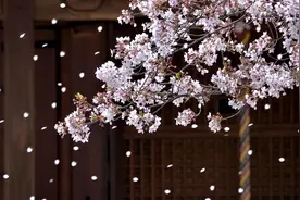 草木的兴衰枯荣：樱花在日本，究竟都有着什么样的内涵？图片