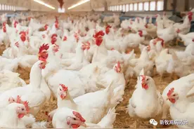 成鸡喉咙响喂点啥鸡感冒解决方法小鸡打喷嚏怎么回事鸡甩鼻打喷嚏图片