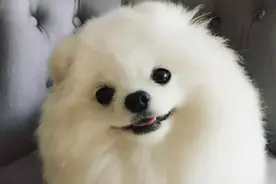 你知道如何护理博美的毛发吗？这些方面要掌握，毛发才会散发魅力图片