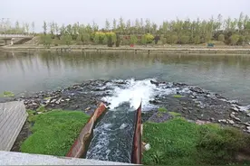 郑州贾鲁河部分河段现死鱼现象，咋回事？相关部门回应图片