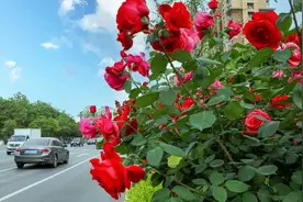 西木回忆录写作第二讲：回忆录人物的外在描写图片