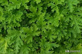 这适合室内种植的植物，作为香料它身上有水果、丁香、桂皮等味道图片
