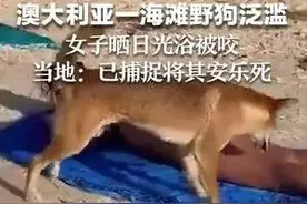 澳大利亚一海滩野狗泛滥 女子晒日光浴被咬 当地:已捕捉并将其安乐死图片
