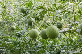 氮肥膨果还是钾肥膨果好？许多农户观点都错了，背后逻辑是这样的图片
