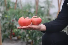 直达舌尖的鲜甜多汁！枫泾地产西红柿陆续上市图片