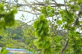 榆树钱，美味，好吃，营养丰富，它是药食同源的植物图片