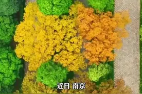 最美600米！南京明孝陵石象路一年一度的渐变色上线了图片