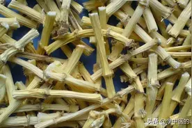 每天学习一味中药——白茅根图片