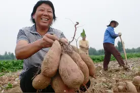 红薯“倒插苗”栽培产量高，什么是倒插苗？有什么好处？图片