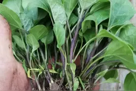 “茄子栽荚，辣椒栽花，卧栽西红柿”，句句饱含智慧，什么意思？图片