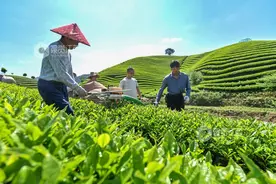 庐山云雾、浮梁茶等获“优秀茶产品”称号！江西茶飘香中国国际茶叶博览会图片