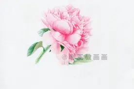 零基础也能画彩铅，教你画一朵牡丹花图片