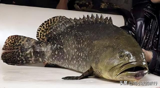 花胶鸭肉一起红烧怎么做 2026年花胶鸭肉一起红烧怎么做的