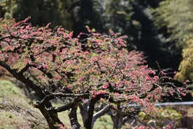 令人“桃醉”！象头山上百亩桃花笑春风图片