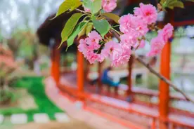 高清美图|不负春光 揽尽春色！雨后泰山西湖，铺开一幅如画锦绣山河图卷图片