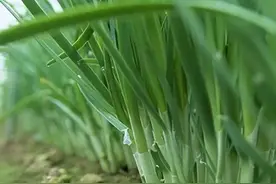 养鸡小技巧：韭菜喂鸡好处多，你知道吗？图片