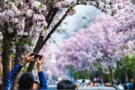 明日惊蛰，天津最新赏花+停车攻略→图片