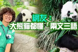 香港奶爸帶着「滾滾們」入駐內地社交平台，快來看香港的「頂流」图片