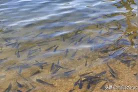 超100吨！重庆万州出现大量野生鱼群，水面变黑，长江会有鱼患吗图片