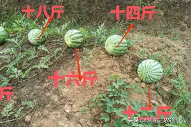 湖南西瓜大王发明西瓜懒人种法，一根藤上给出来了五个大西瓜图片