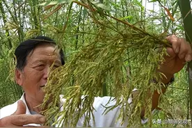 竹子和水稻杂交新型竹稻，长得比人高，亩产千公斤却卖到20元1斤图片