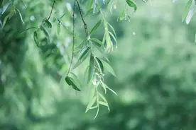 古今最有名的一首早春诗，短短28字，写尽万种风情，几乎人人会背图片