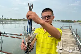 “太湖一号”大虾网购到家！大的每只200元！苏州这里的“虾兵蟹将”济济一“塘”图片