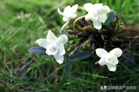 拯救“仙草王”最纯正的基因，依法禁止盗采野生石斛刻不容缓图片