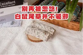 别再被忽悠！白鼠尾草并不驱邪图片