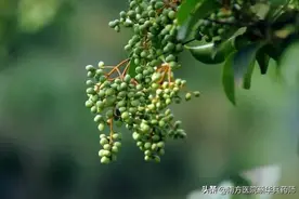 一味补肝肾的中药：上能乌发明目消耳鸣，中能安五脏，下能强腰膝图片