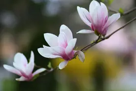 花语故事：玉兰花图片