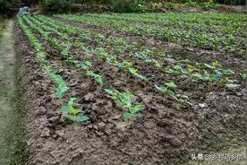种植秋豆角和秋黄瓜，掌握几个种植和管理技巧，长得好结的还多图片