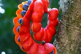 奇特花卉你见过几个？图片