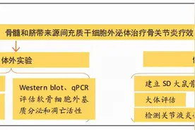 不同来源间充质干细胞外泌体治疗骨关节炎疗效的比较图片