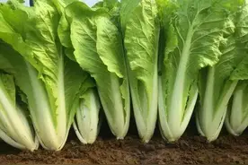 奶油小白菜的种植管理技术，小白菜上什么肥料好？图片