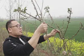不认识不要紧，这种树上人参抓紧吃，应季鲜嫩营养高，错过等明年图片