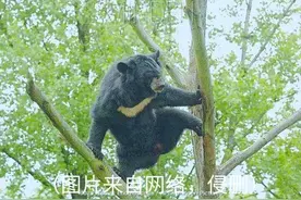 叔叔从电站带回来一只小狗熊给我们喂养图片