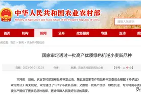 37个小麦“绿色品种”，通过国审图片