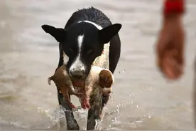 母狗把幼崽叼到你面前，想表达这几件事图片
