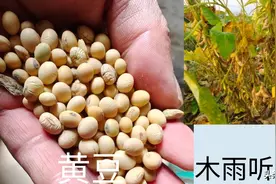 用黄豆肥料的利与弊，怎样提高黄豆做肥料的利用率？图片