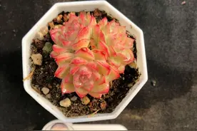 上新多肉精品，颜值超绝，一起看看吧图片