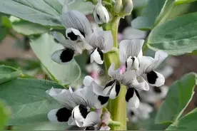 蚕豆什么时候打顶最合适？花好结荚多籽粒饱满，产量高图片