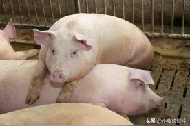 养猪种什么草做青饲料最好？青饲料喂猪饲料配方，先收藏再学习图片