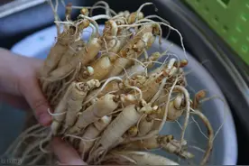 中医眼中的“肾宝片”，常用8味药材泡水，肾脏壮如牛图片