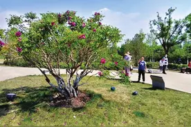 太原市晋源区：一棵压万株，来看太原植物园的牡丹王图片