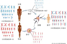父母的基因是如何遗传给孩子的？图片